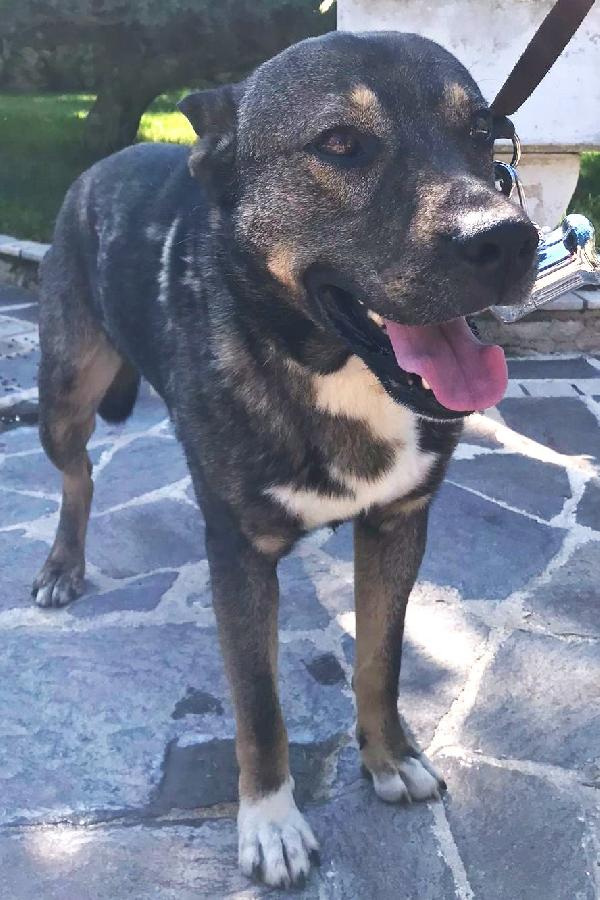 MILAGRO, cane buonissimo, abbandono estivo Foto 2